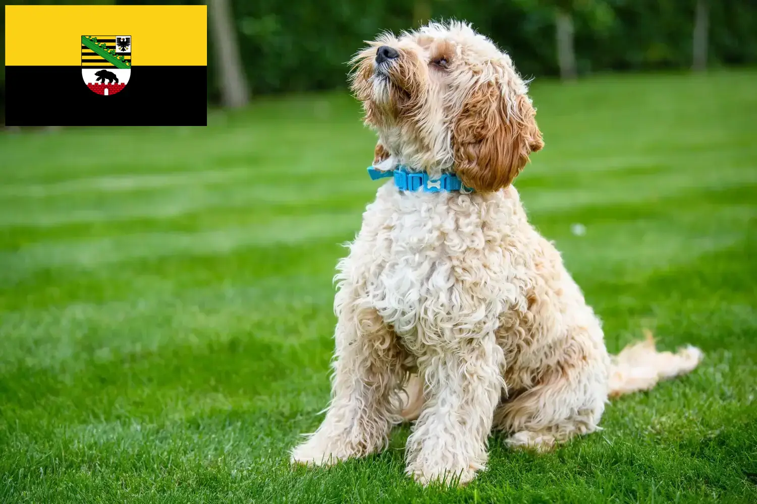 Read more about the article Saxony-Anhalt’da Cockapoo yetiştiricileri ve köpek yavruları