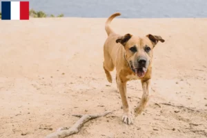 Read more about the article Fransa’da Cimarrón Uruguayo yetiştiricileri ve köpek yavruları