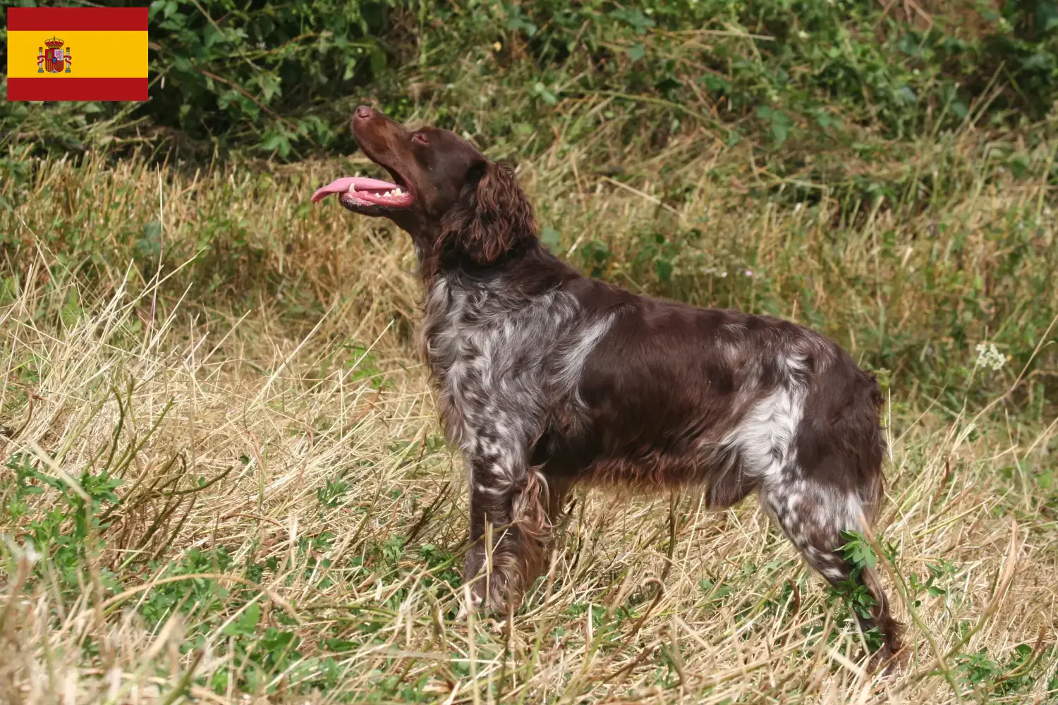 Read more about the article İspanya’da Epagneul Breton yetiştiricileri ve köpek yavruları