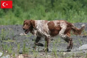 Read more about the article Türkiye’deki Epagneul Breton yetiştiricileri ve köpek yavruları