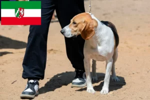 Read more about the article Kuzey Ren-Vestfalya’da İsviçre Yokuş Aşağı Köpek Yetiştiricisi ve Yavruları