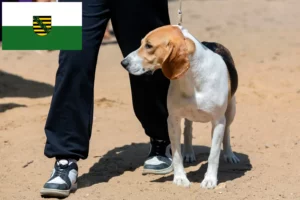 Read more about the article Saksonya’da İsviçre Lowland Köpeği Yetiştiricisi ve Yavruları
