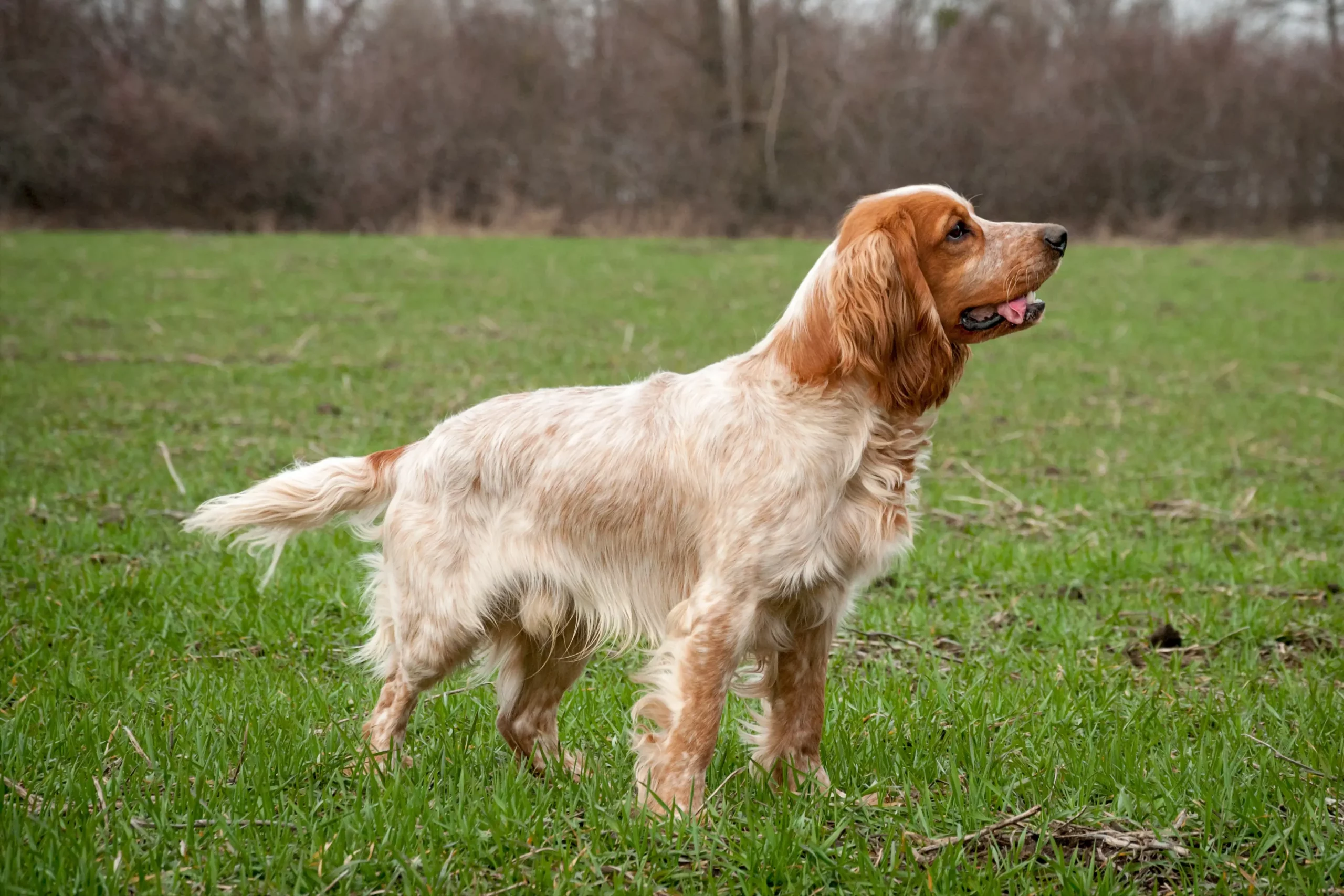 Read more about the article Rus Spaniel yetiştiricisi