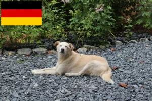 Read more about the article Almanya’da Aidi yetiştiricileri ve yavru köpekler