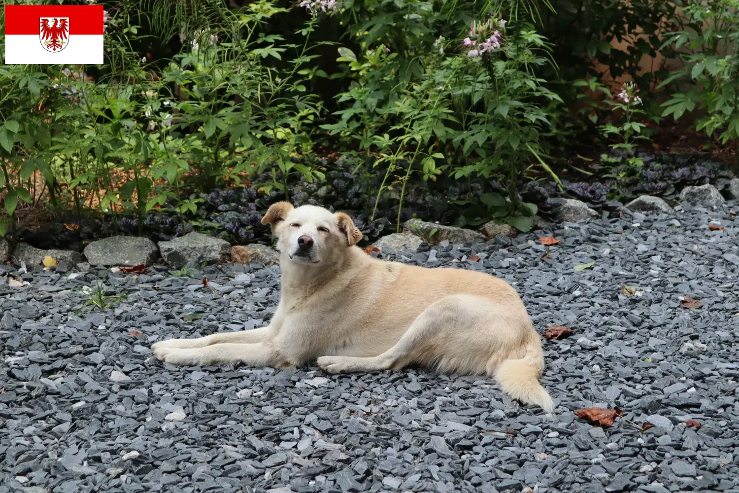 Read more about the article Brandenburg’da Aidi yetiştiricileri ve köpek yavruları