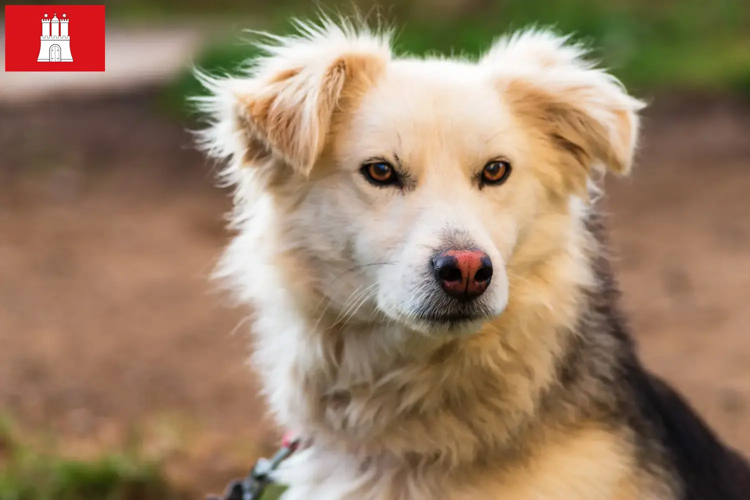 Read more about the article Hamburg’da Aidi yetiştiricileri ve köpek yavruları