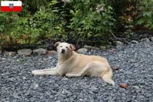 Read more about the article Thüringen’deki Aidi yetiştiricileri ve köpek yavruları