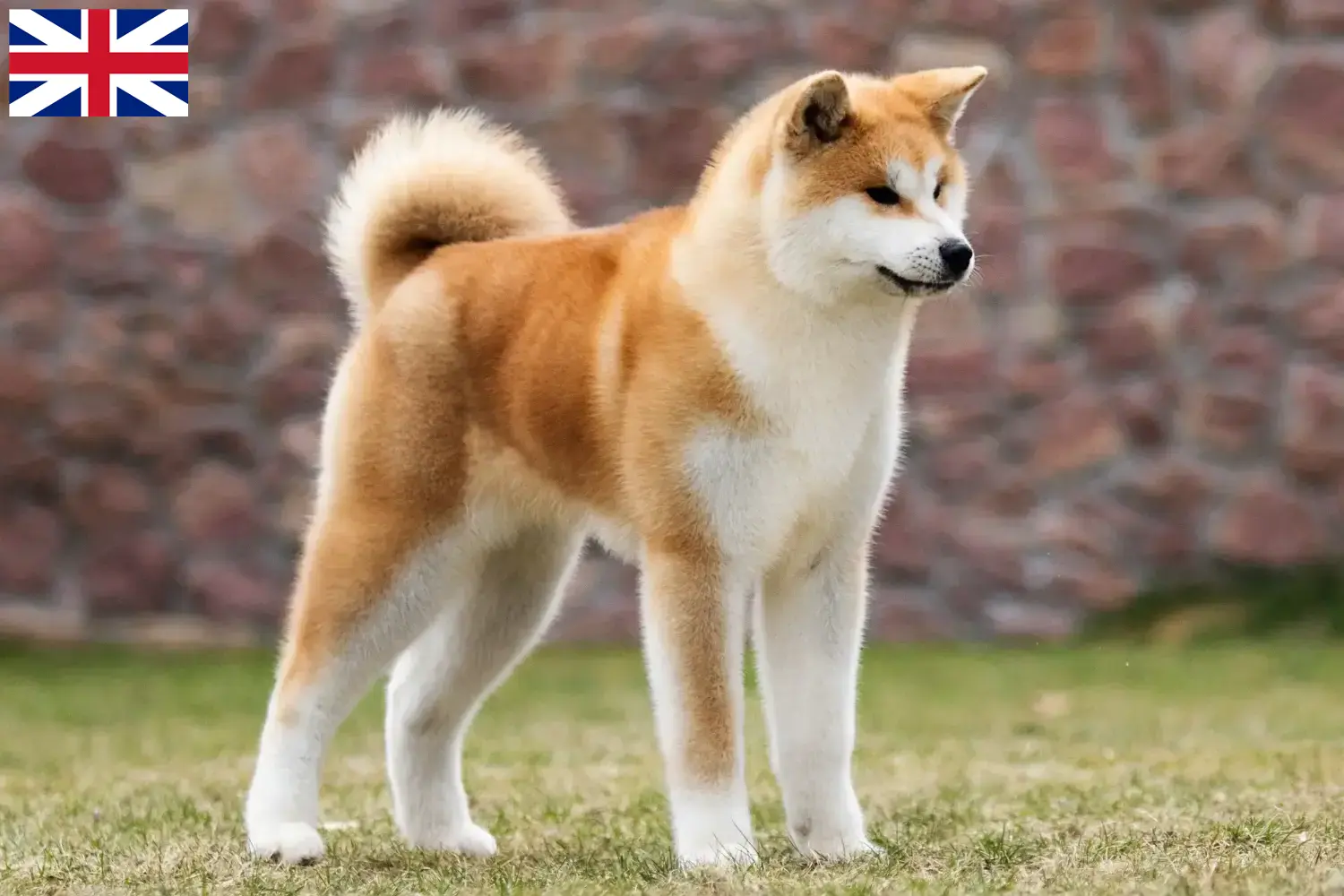 Read more about the article Büyük Britanya’daki Akita yetiştiricileri ve yavru köpekler