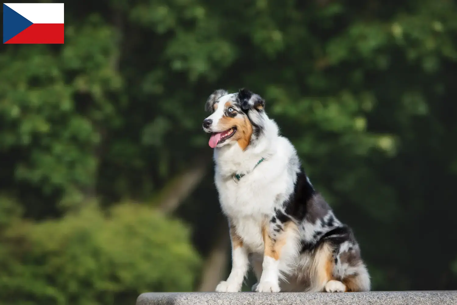 Read more about the article Çek Cumhuriyeti’ndeki Avustralya Kurdu yetiştiricileri ve yavru köpekler