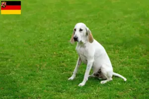 Read more about the article Rhineland-Palatinate’deki Billy yetiştiricileri ve köpek yavruları