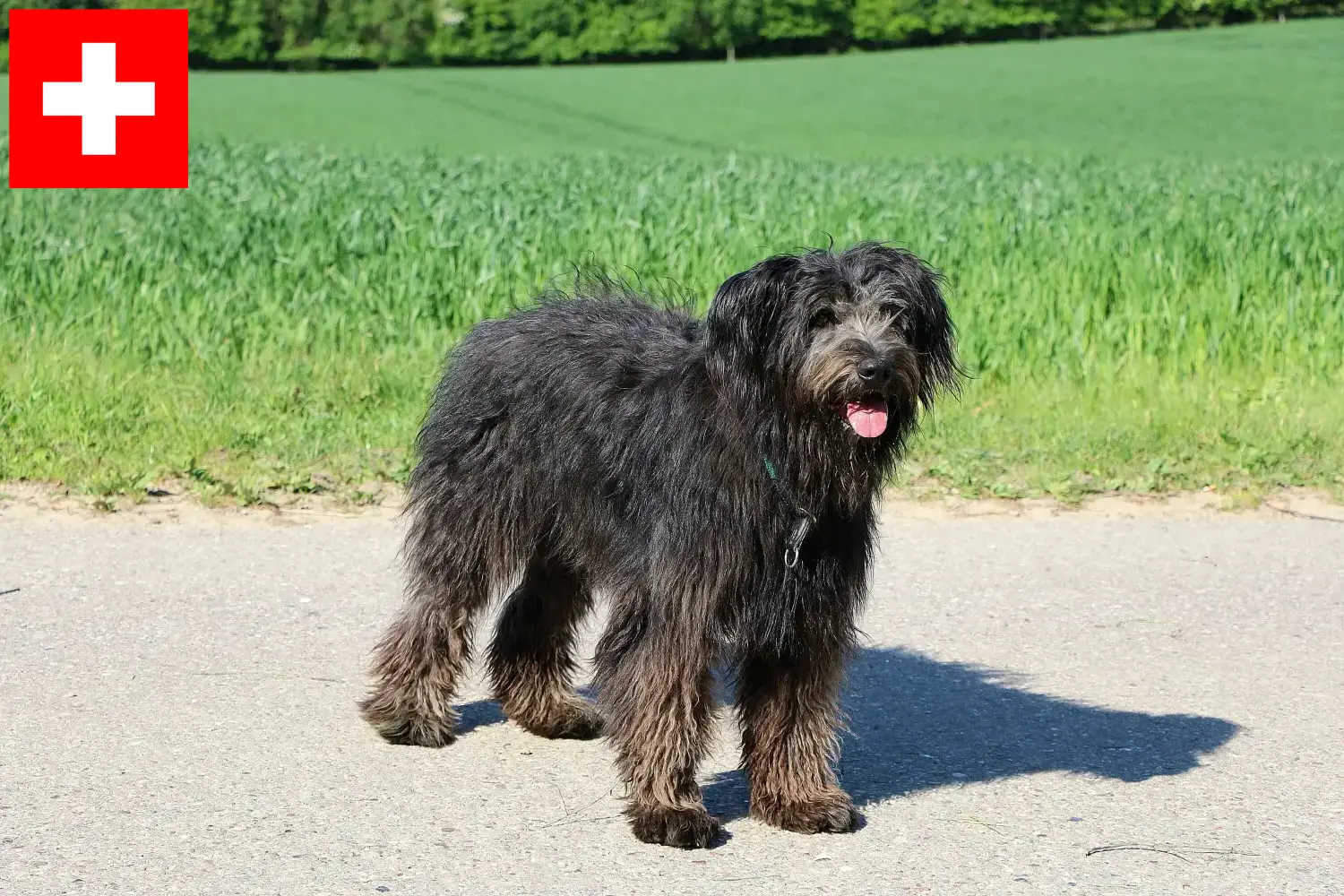 Read more about the article İsviçre’deki Bouvier des Flandres yetiştiricileri ve köpek yavruları
