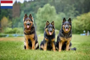 Read more about the article Hollanda’da Chodský pes yetiştiricileri ve yavru köpekler