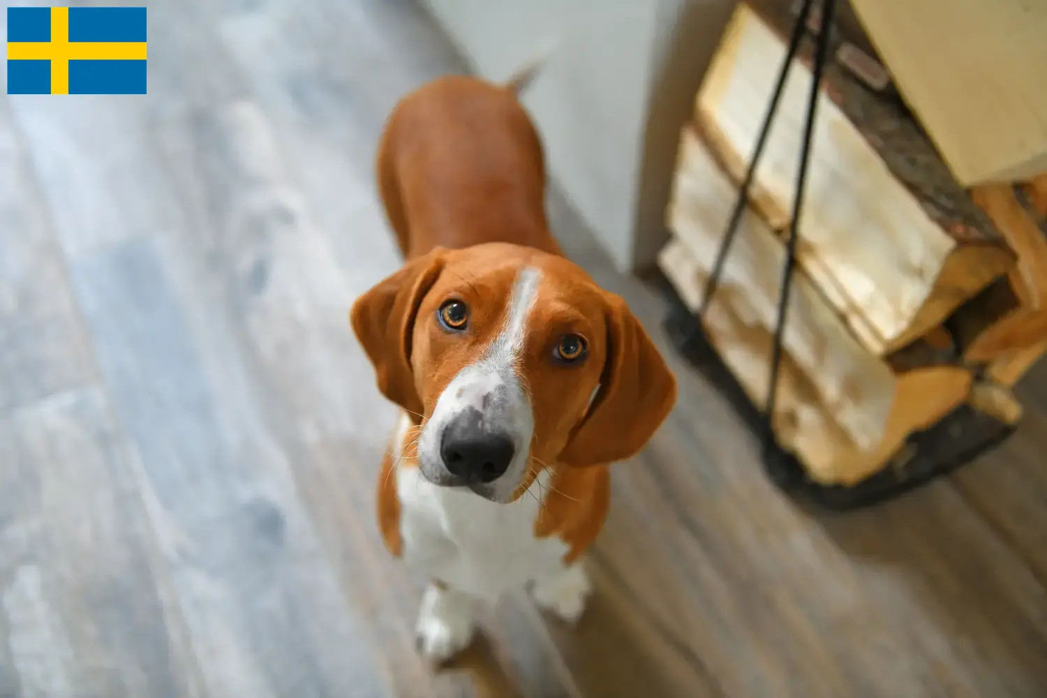 Read more about the article İsveç’te Drever yetiştiricileri ve köpek yavruları