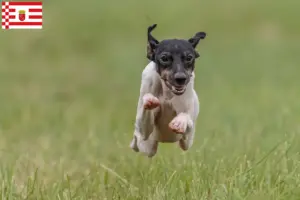 Read more about the article Bremen’de Japon Teriyeri yetiştiricisi ve köpek yavruları